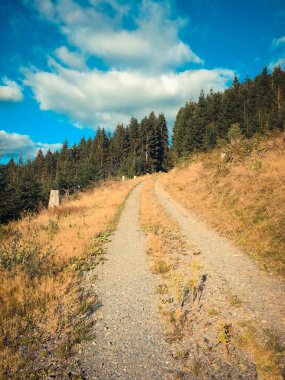 Gündüz vakti güz ormanlarında yol 