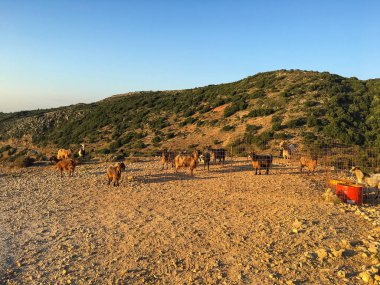 Çiftlikteki keçiler