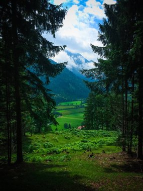 Yaz dağlarında gündüz vakti yeşil bitkilerin manzarası
