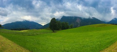 Yaz dağlarında gündüz vakti yeşil bitkilerin manzarası