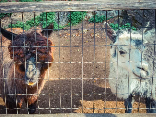 Lamas Zoológico Durante Día —  Fotos de Stock