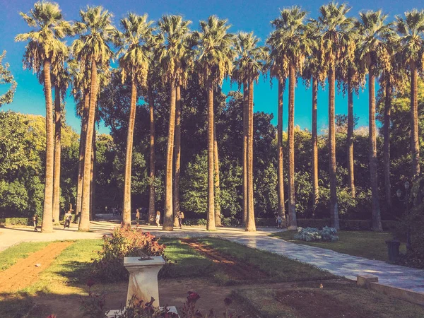 Vista Panorámica Las Palmeras Tropicales Durante Día — Foto de Stock