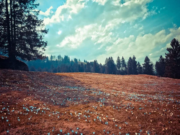 Barevná Surrealistická Krajina — Stock fotografie