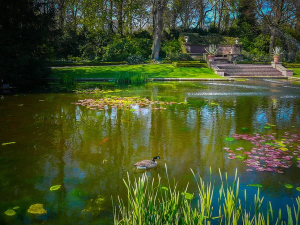 Kunstmatige Vijver Met Waterlelies Overdag — Stockfoto