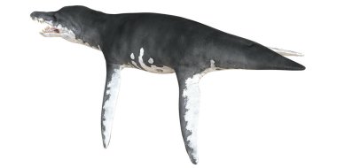 Görkemli Liopleurodon profil görünümünde