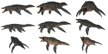 Tarih öncesi bir su canlısının dokuz pozu..