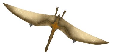 Yükselen bir Pterosaur 'un uçuşu..