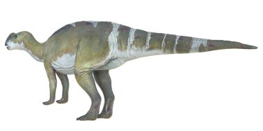 Bir Iguanodon dinozorunun gerçekçi modeli