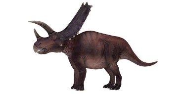 Gerçekçi Torosaurus dinozor modeli gösterimde