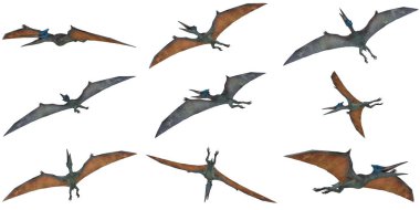 Renkli Pterodactyl 'ler dinamik pozlarda yükseliyor..