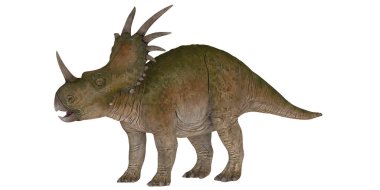 Beyaz arkaplandaki Styracosaurus dinozoru