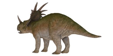 Bir Styracosaurus dinozorunun gerçekçi tasviri.