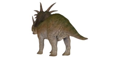 Benzersiz boynuzlu Styracosaurus modeli.