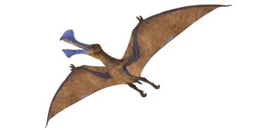 Mavi aksanlı uçan bir Pterosaur tasviri.