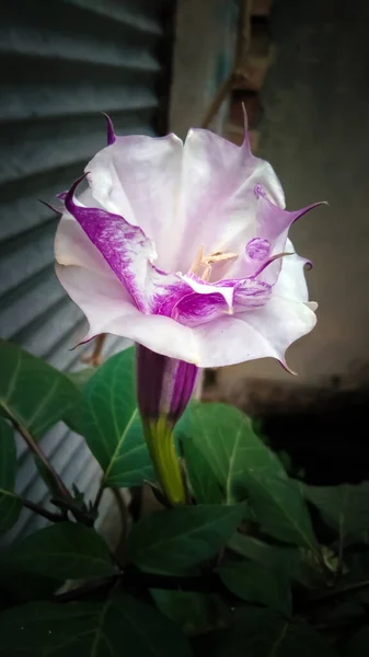 Una Réplica Belleza Naturaleza Flor Dhutura — Foto de Stock