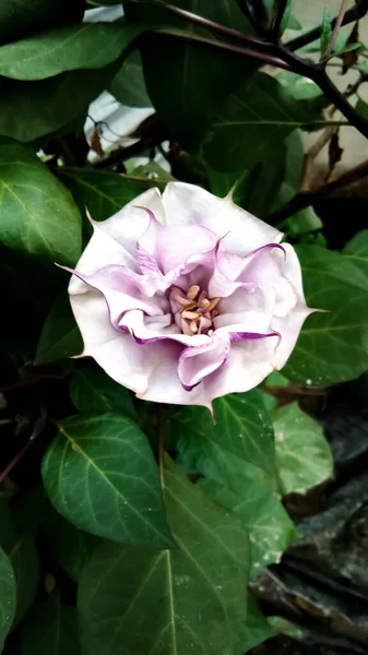 Doğanın güzelliğinin bir kopyası, Dhutura çiçeği..