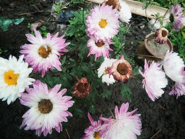 Kasımpatı çiçekleri güzel arka plan, beyaz ve pembe.