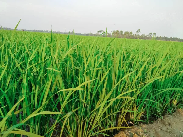 Çeltik ağacı artık yeşil, büyük pirinç tarlaları var..