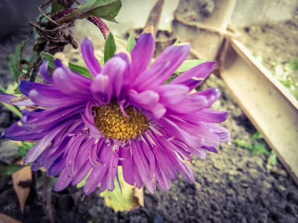 Kasımpatı çiçekleri güzel arka plan, pembe renk.