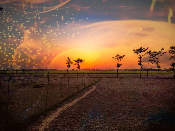 Hindistan Köy Doğası Ağaç ve güneş ışığıyla.