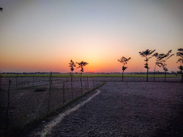 Hindistan Köy Doğası Ağaç ve güneş ışığıyla.