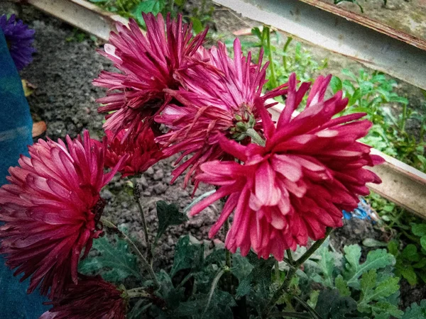 Kasımpatı çiçekleri güzel arka plan, kırmızı renkler.