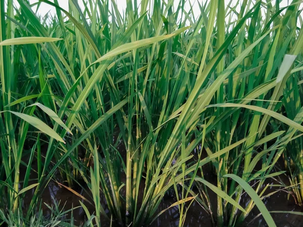 Çeltik ağacı artık yeşil, büyük pirinç tarlaları var..