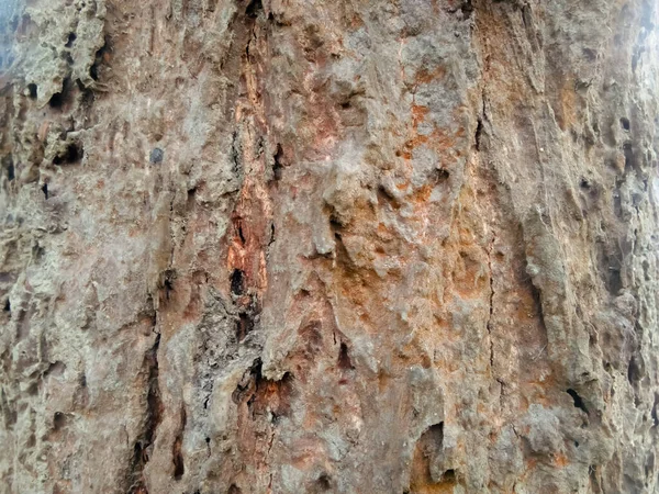 Ağacın tabanındaki resme bak..