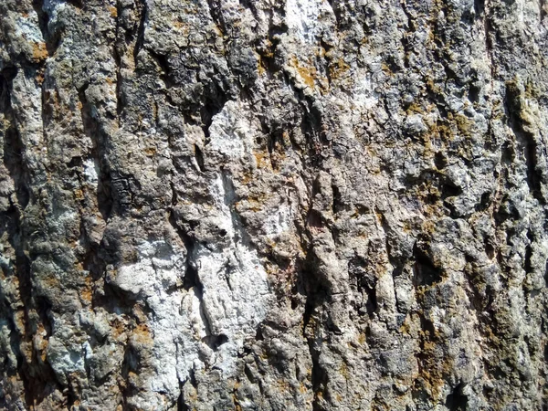 Ağacın tabanındaki resme bak..