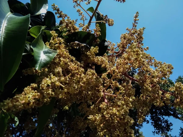 Mango saman, mavi gökyüzü, yeşil yapraklar tutuyor..