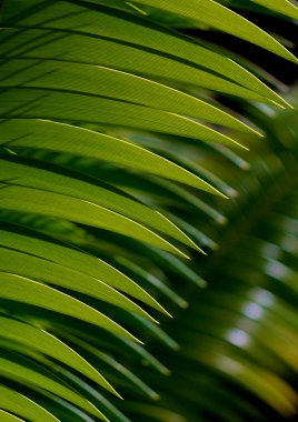 Yaz aylarında yeşil yaprakları