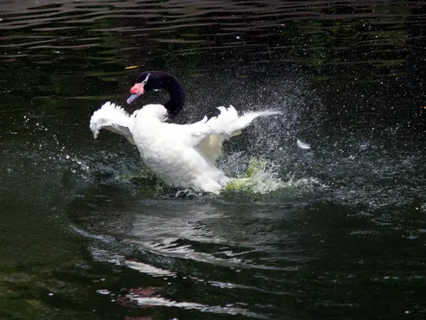 Weiße Ente Spielt Mit Wasser — Stockfoto