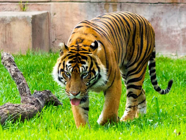 Tigre Verificando Suas Estepes — Fotografia de Stock