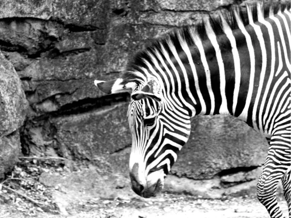 Sad Zebra Zoo — Stock Photo, Image