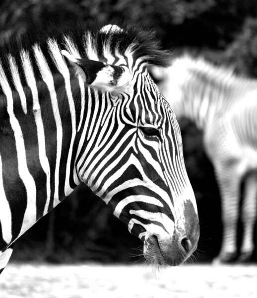 Печальная зебра в зоопарке
 