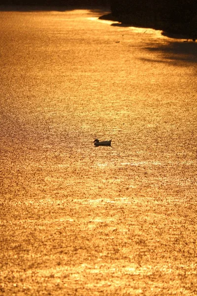Утка Посреди Озера Дождь Закат — стоковое фото