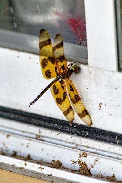 Dragon Fly Resting Window — Stock Photo, Image