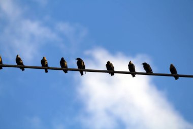 Diferentes kuşlar duferents yerlerde kameraya poz