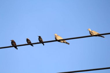 Diferentes kuşlar duferents yerlerde kameraya poz