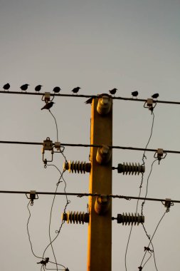 Diferentes kuşlar duferents yerlerde kameraya poz