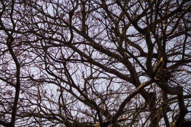 Costambar plaj Puerto plata Dr