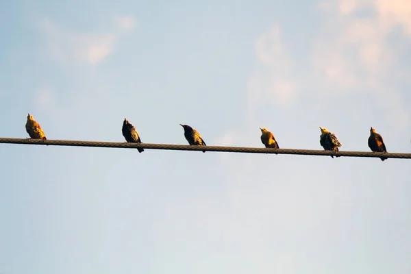 Diferentes Birds Posing Camera Duferents Places — Stock Photo, Image