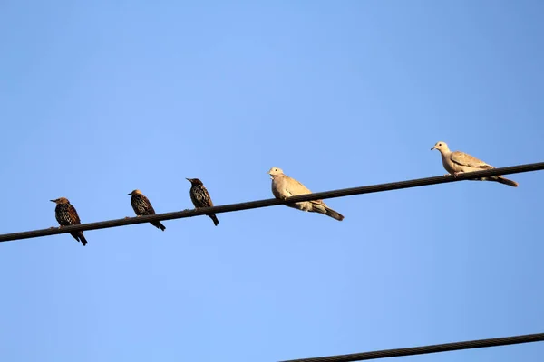 Diferentes Pájaros Posando Ante Cámara Lugares Duferentes — Foto de Stock