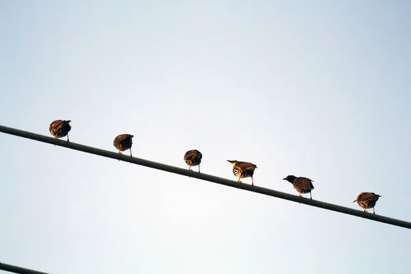 Діфертес Птахи Позують Камеру Дуалістичних Місцях — стокове фото