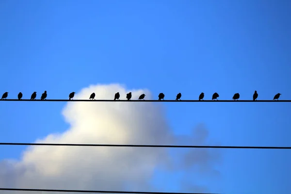 Diferentes Birds Posing Camera Duferents Places — Stock Photo, Image