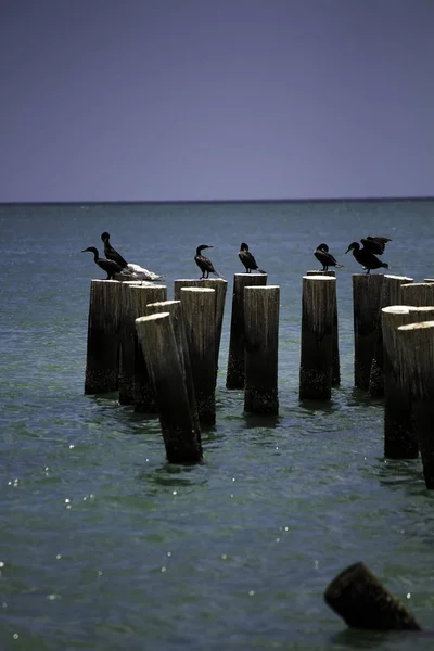 Diferentes Pájaros Posando Ante Cámara Lugares Duferentes — Foto de Stock