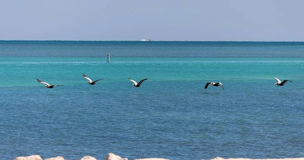 Fishing Flying Mode Isla Morada — Stock Photo, Image