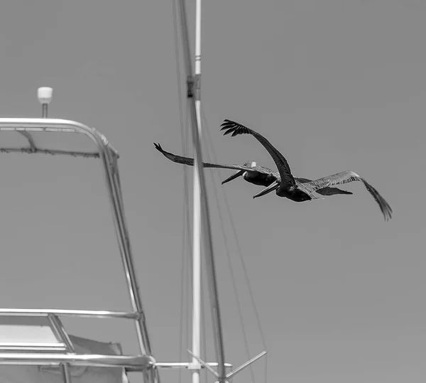 Fishing Flying Mode Isla Morada — Stock Photo, Image