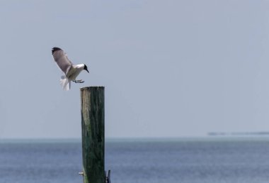  Ufka bakan martılar