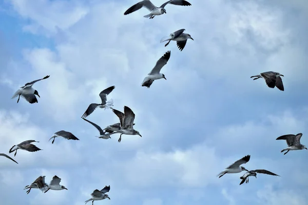 Чайки Дивлячись Горизонту — стокове фото